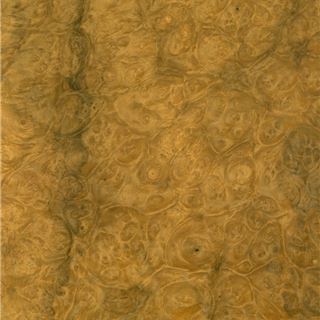 月桂树瘤 Laurel Burl